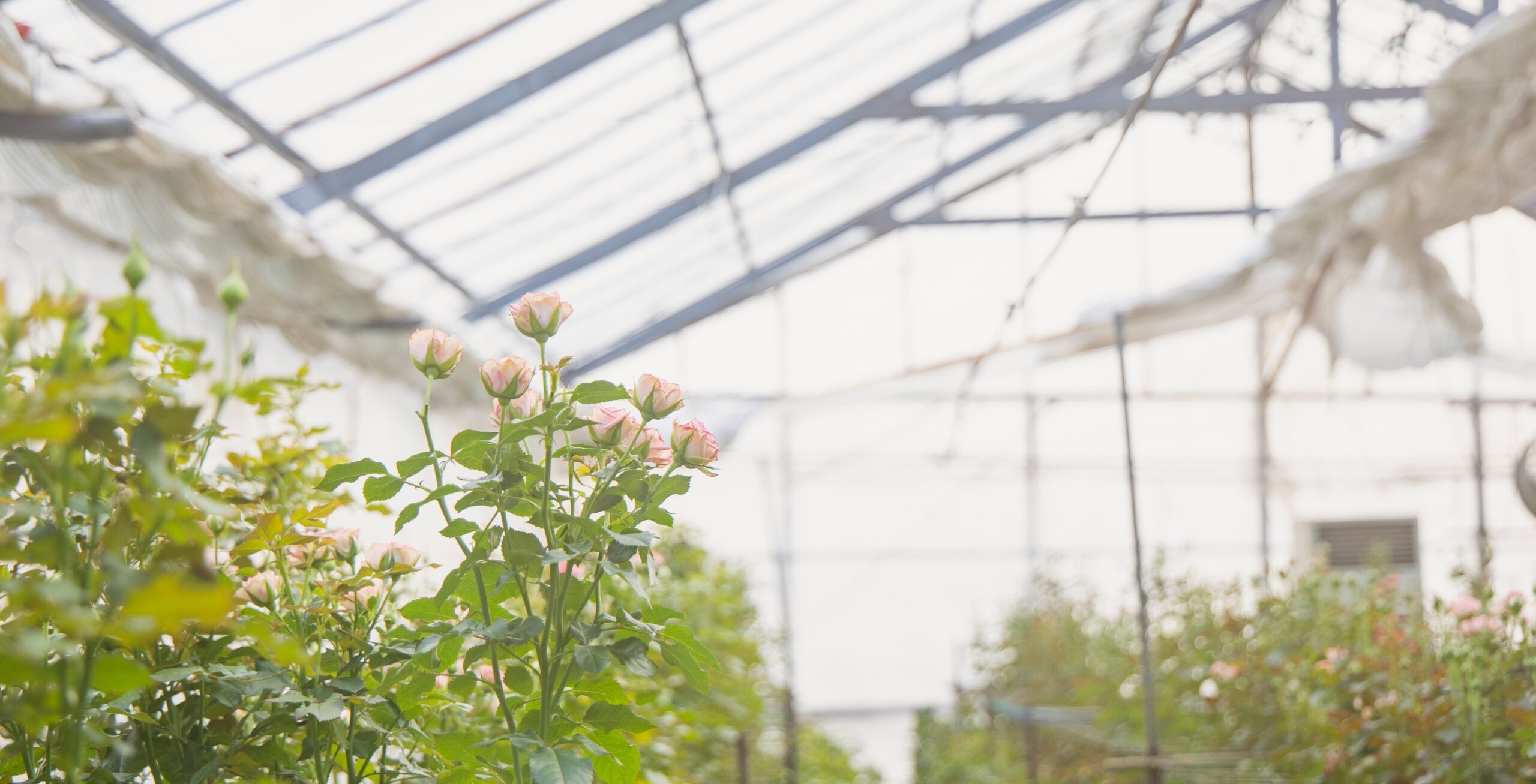 ハウスで育てられている花々