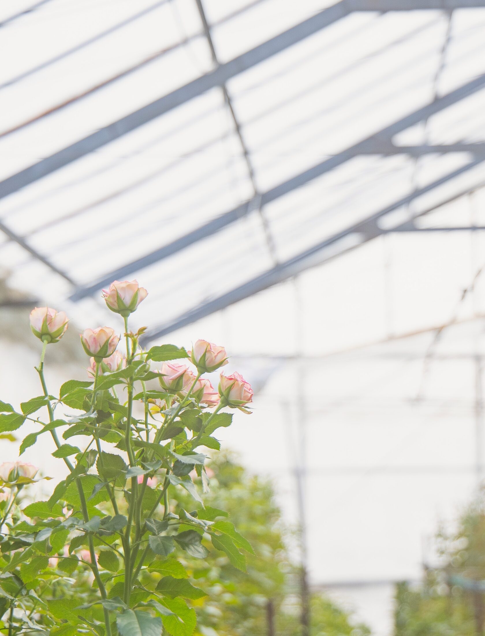 ハウスで育てられている花々