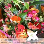 pink/orange Lサイズ