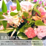pinkmomo Lサイズ